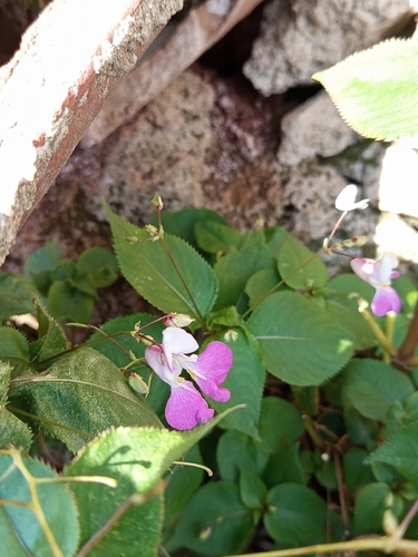 Kashmir Balsam