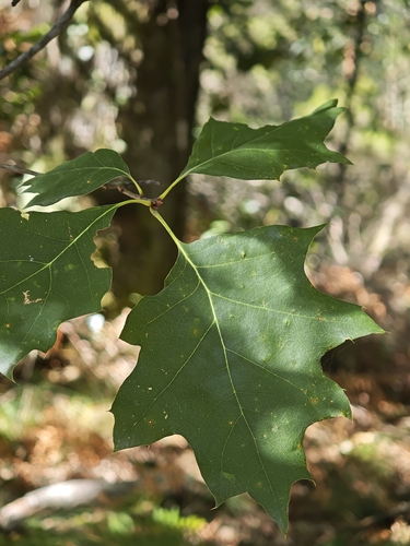 northern red oak