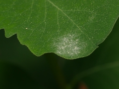 Erysiphe symphoricarpi