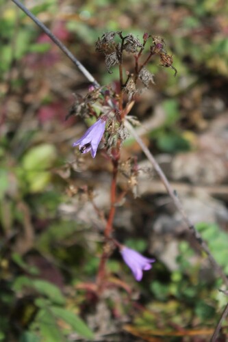 Siberian Bellflower