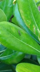 Heterotoma planicornis