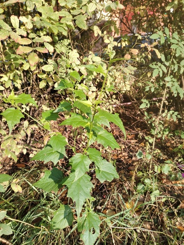 Наблюдение на iNaturalist