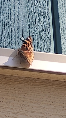 Compton Tortoiseshell