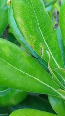 Heterotoma planicornis