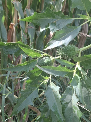 jimsonweed
