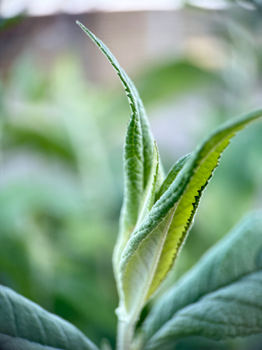 Butterfly bush