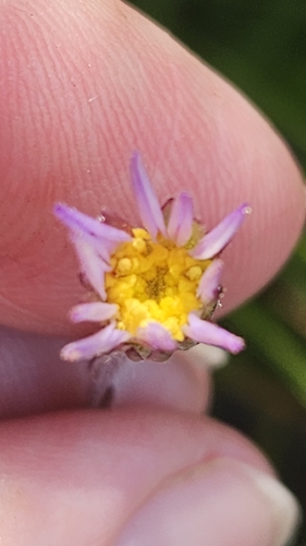 Zyrphelis taxifolia, 2026-09-26