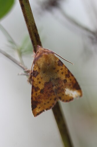 Pink-barred Sallow