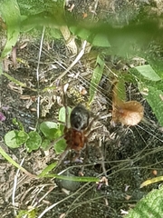 Agelena labyrinthica