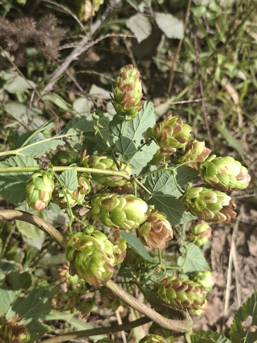 common hops