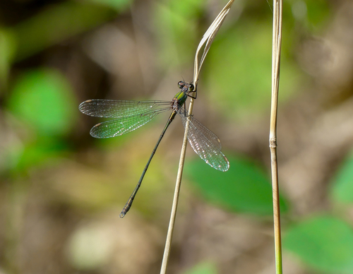 Western Willow Spreadwing