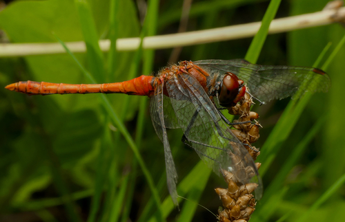 Ruddy Darter