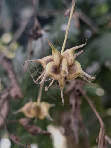 bell-flowered clematis