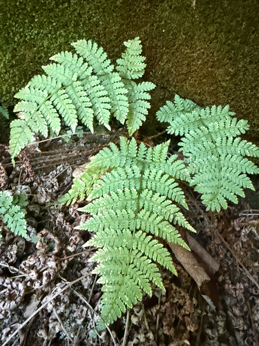 Dryopteris intermedia, photograph 4