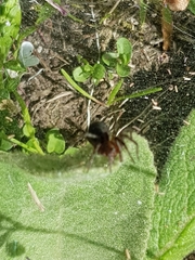 Agelena labyrinthica