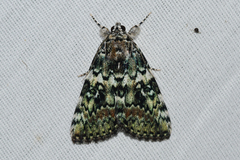 Catocala connubialis