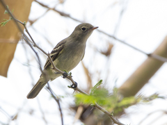 Elaenia parvirostris