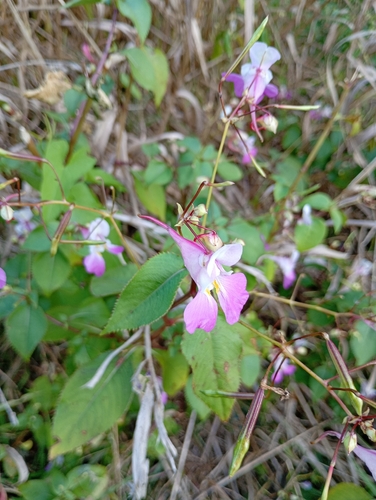 Kashmir Balsam
