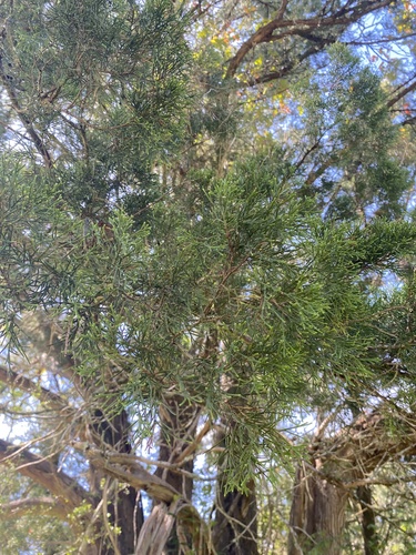 Juniperus virginiana, photograph 3