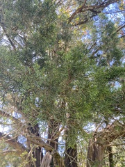 author not stated, no rights reserved Juniperus virginiana, photograph author not stated, no rights reserved