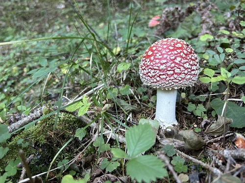 Fly Agaric
