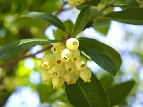 strawberry tree