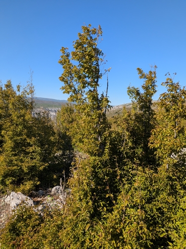Eastern Hornbeam