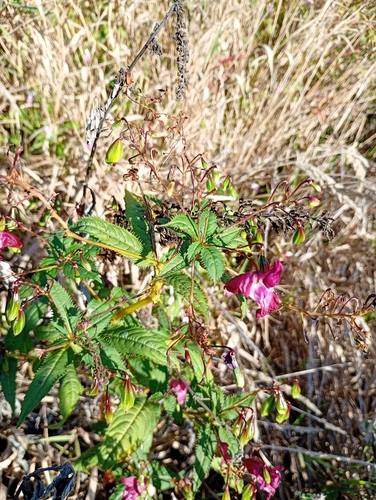 Himalayan balsam