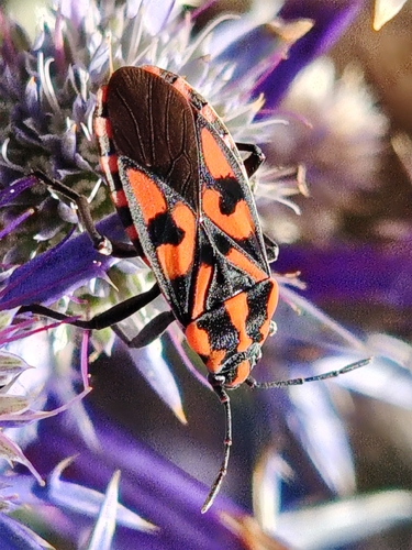 Spilostethus saxatilis