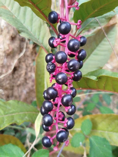 American pokeweed