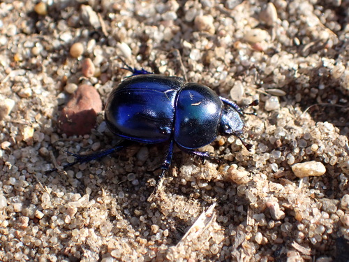 Springtime Dung Beetle