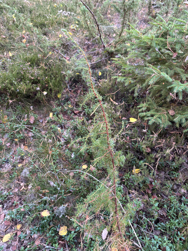 Juniperus communis, photograph 3