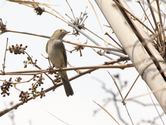 Elaenia parvirostris