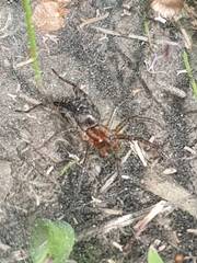 Agelena labyrinthica