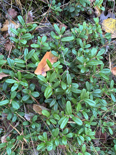 Vaccinium vitis-idaea, photograph 5