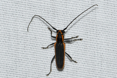 Saperda lateralis