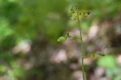 Heuchera longiflora