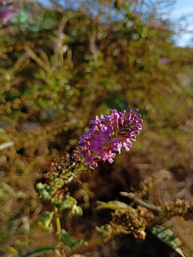 Butterfly bush