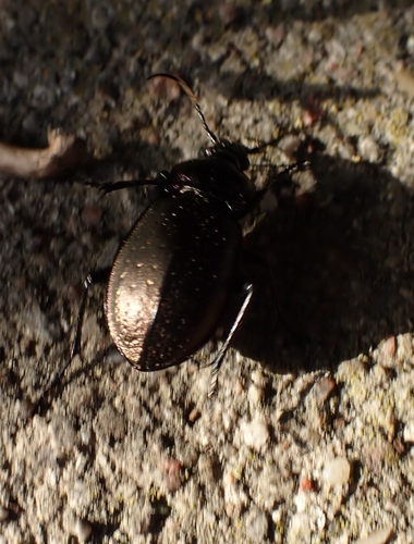 Bronze Ground Beetle