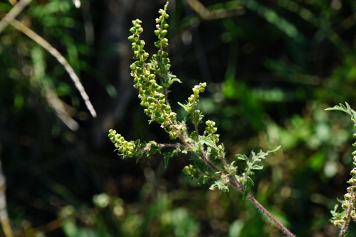 common ragweed