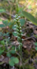 Spiranthes ovalis, photograph (c) Devin Floyd, some rights reserved (CC BY)