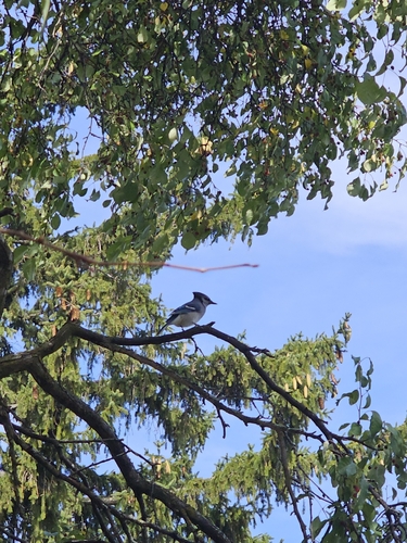 Blue Jay