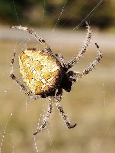 Cross Orbweaver