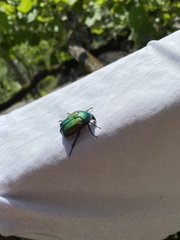 Protaetia cuprea