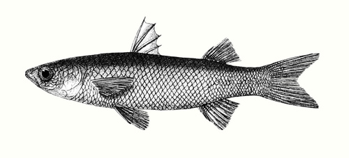 Sicamugil cascasia