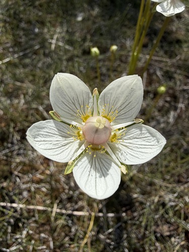 Parnassia palustris, photograph 2