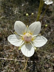 Parnassia palustris, photograph (c) Matt Berger, some rights reserved (CC BY)