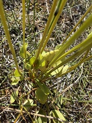 Parnassia palustris