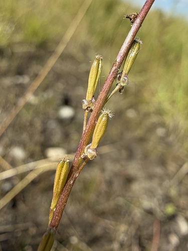 Triglochin palustris, photograph 2