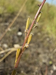 (c) Matt Berger, some rights reserved (CC BY) Triglochin palustris, photograph (c) Matt Berger, some rights reserved (CC BY)